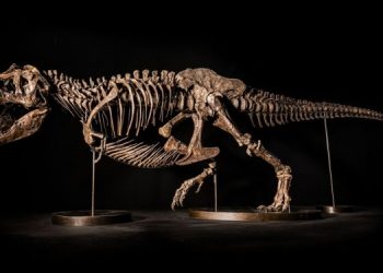 Скелет тираннозавра T.rex продадут на аукционе