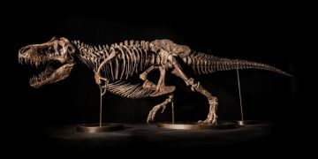 Скелет тираннозавра T.rex продадут на аукционе