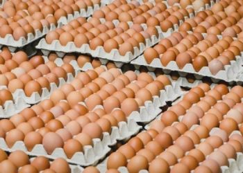 Подорожание яиц в Украине приостановилось