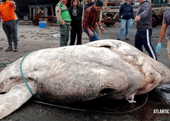 Обнаружена самая тяжелая рыба на Земле