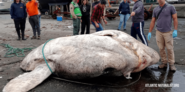 Обнаружена самая тяжелая рыба на Земле