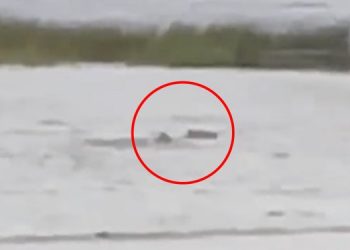 Акула плавала по улицам Флориды во время урагана