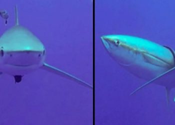 Тунец использует акул как скраб