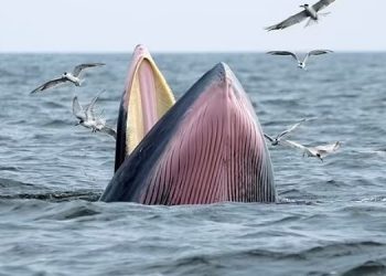 В мире осталось 50 китов Мексиканского залива