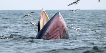 В мире осталось 50 китов Мексиканского залива