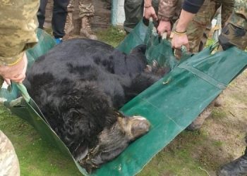 В районе Лимана волонтеры спасли медведя с контузией