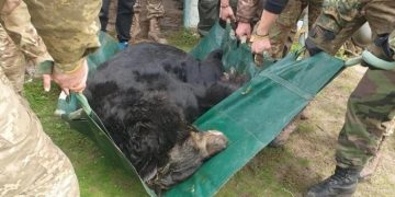 В районе Лимана волонтеры спасли медведя с контузией