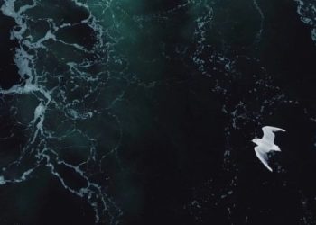 Древние морские организмы влияют на силу землетрясений