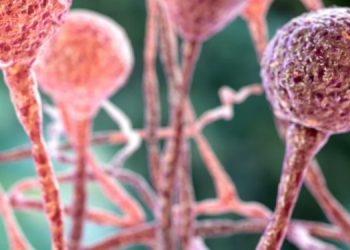 Спасти Землю от вымирания поможет грязь под ногами