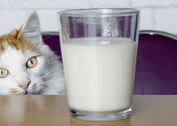 Можно ли кошкам давать молоко