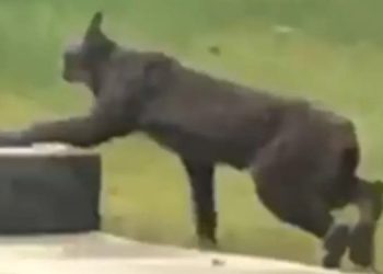 Удалось заснять самую темную рысь в мире