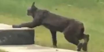 Удалось заснять самую темную рысь в мире