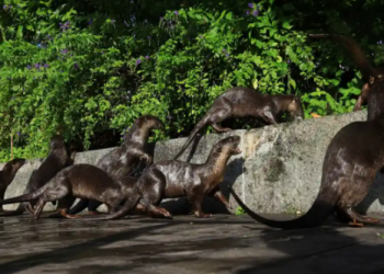 Сингапур страдает от нашествия выдр