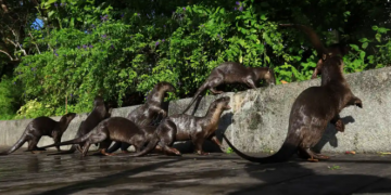 Сингапур страдает от нашествия выдр