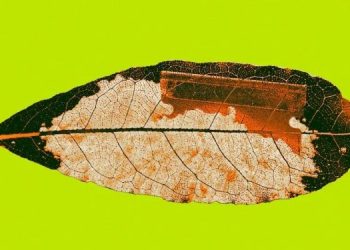 Ученые “взломали” листья табака