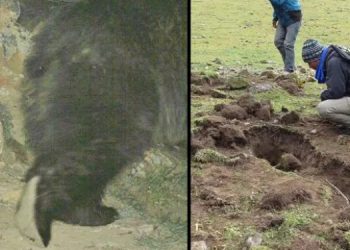 Секрет йети может быть раскрыт