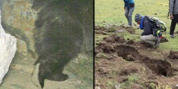 Секрет йети может быть раскрыт