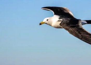 Почему у чаек темные крылья