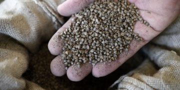 Как быстро приготовить кускус и гречку