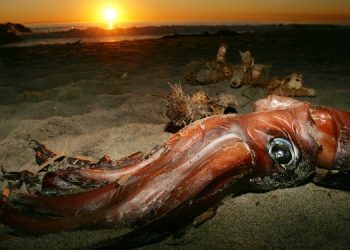 Какой кальмар является самым большим на Земле