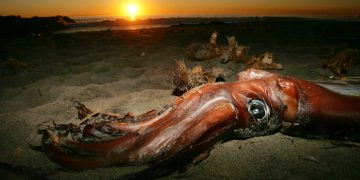 Какой кальмар является самым большим на Земле