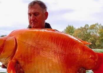 Во Франции поймали самую большую золотую рыбку
