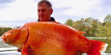 Во Франции поймали самую большую золотую рыбку