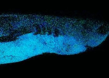 Святой Грааль подводного мира