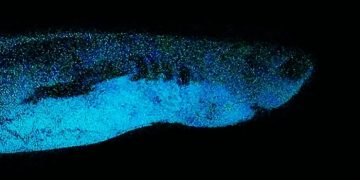 Святой Грааль подводного мира