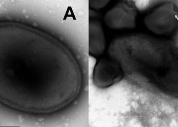Древний вирус ожил спустя 48 500 лет