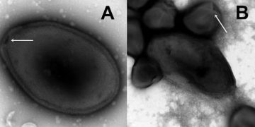 Древний вирус ожил спустя 48 500 лет