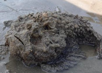 На пляжах Австралии заметили ядовитые “камни”