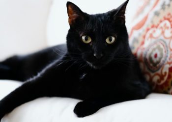 Почему люди боятся черных кошек?
