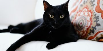 Почему люди боятся черных кошек?