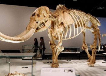 Ученые нашли кровь вымерших “слонов”