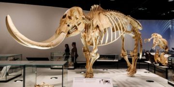 Ученые нашли кровь вымерших “слонов”