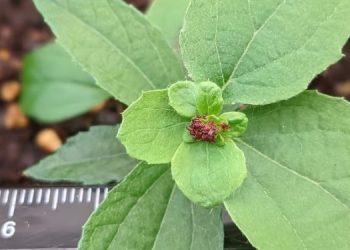 Ученые вывели тополя с “лысыми” семенами