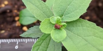 Ученые вывели тополя с “лысыми” семенами