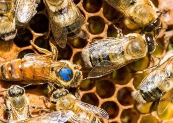 В США одобрена вакцина для медоносных пчел