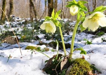 Синоптик  о погоде 1 января