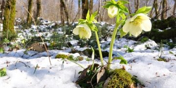Синоптик о погоде 1 января