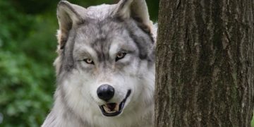 Японец перевоплотился в волка