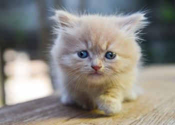 5 самых маленьких пород кошек