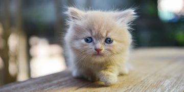 5 самых маленьких пород кошек