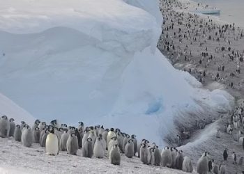 Новая колония императорских пингвинов
