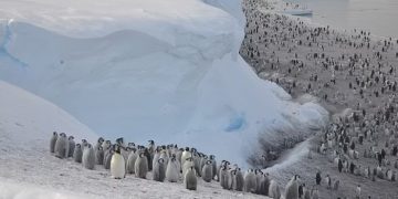 Новая колония императорских пингвинов