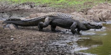 Как способность бегать помогла крокодилам выжить