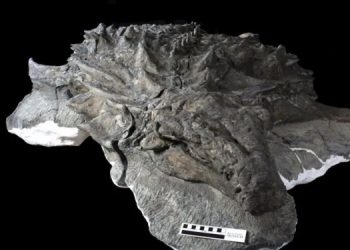 Археологи нашли лицо динозавра, на котором сохранилась даже кожа