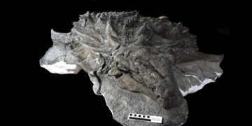 Археологи нашли лицо динозавра, на котором сохранилась даже кожа