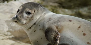 Француженка “перепутала” морского котика с лабрадором